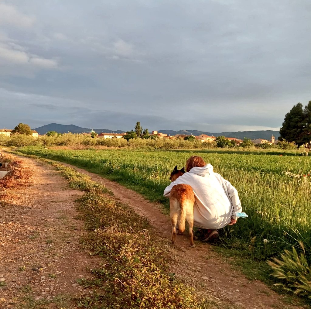 ALODICA's tweet photo. Atardecer, olor a tierra mojada y a hierba buena. #perrilover #laalmunia #blecky #adoptaunjubilado https://t.co/jpCOunPwJV