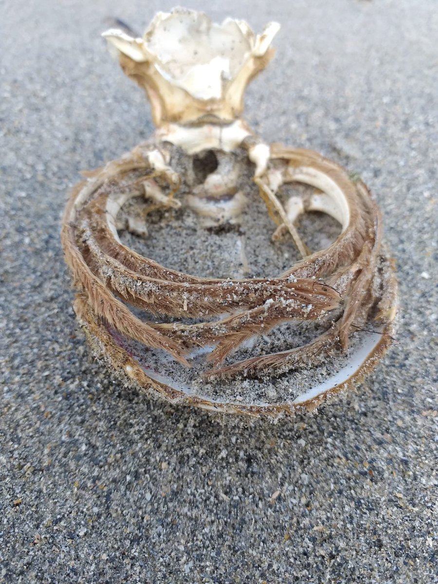 IrelandIn's tweet image. On our beach today anyone have any ideas what it might be