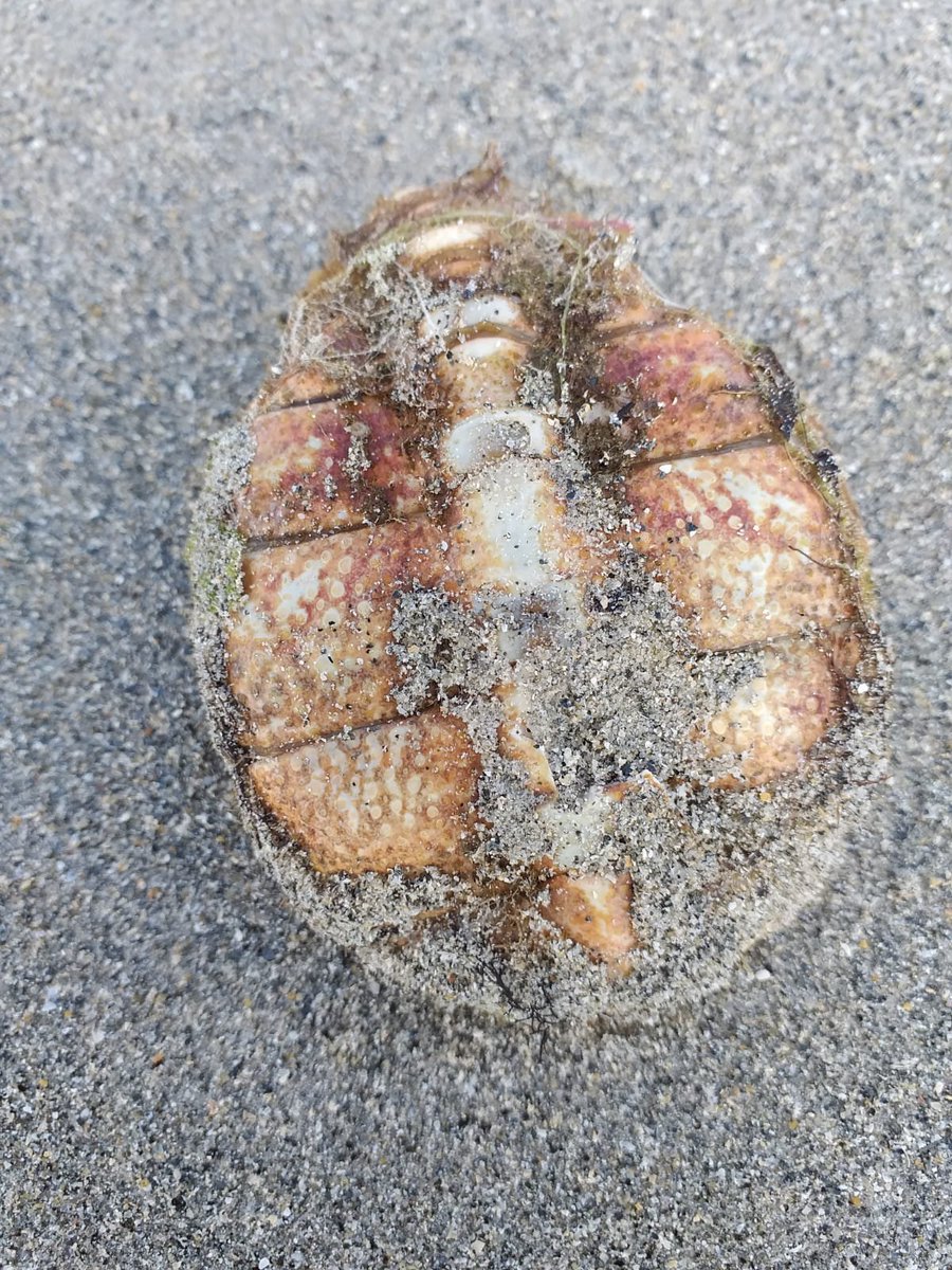 IrelandIn's tweet image. On our beach today anyone have any ideas what it might be