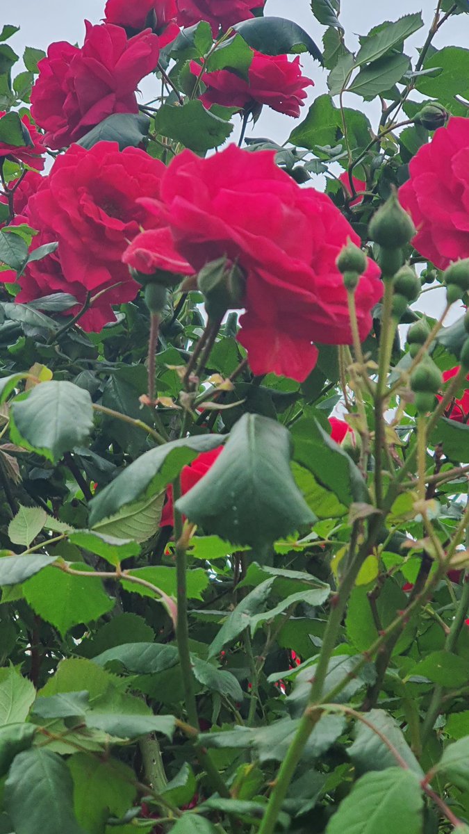 개마고원 화전민 (@ahs2352) on Twitter photo 