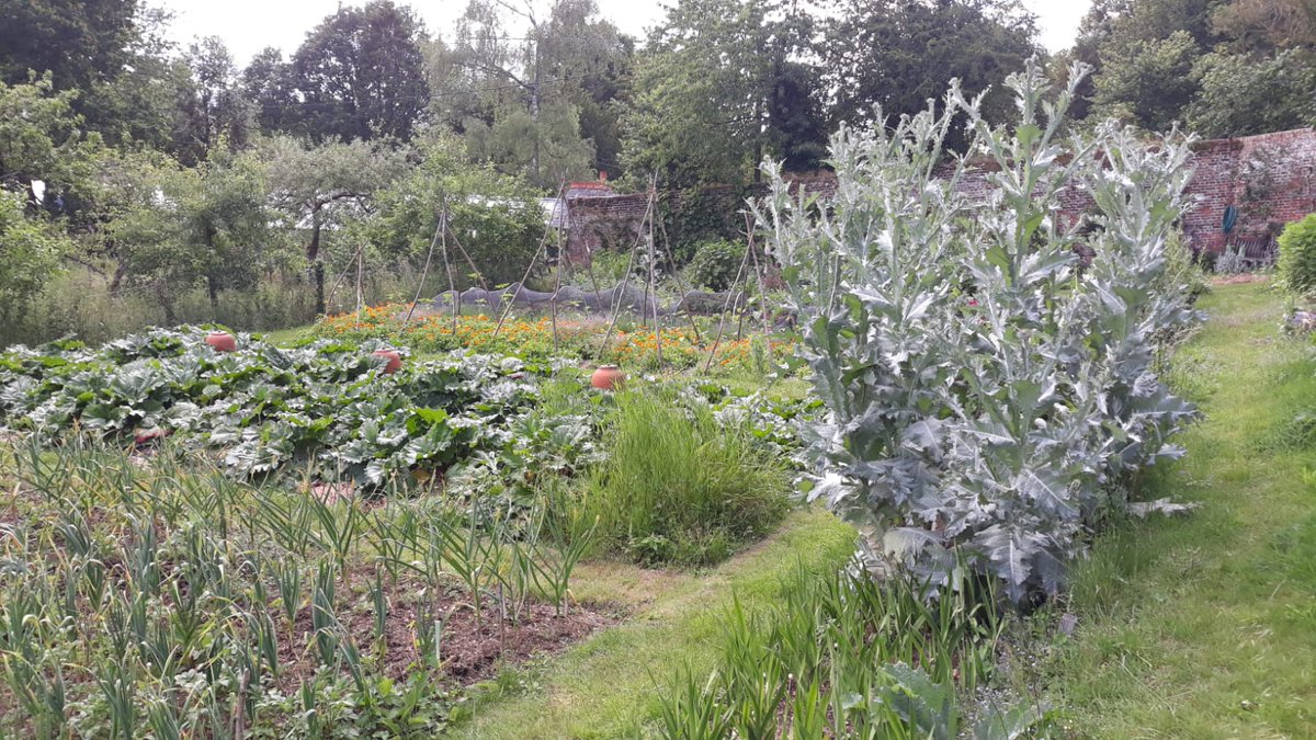 WSimpson89's tweet photo. @BotanyRNG @BSBIbotany @drmgoeswild They self-seed in our veg garden. I move them about and ensure at least a few reach something like their full splendour every year https://t.co/3ff4bFxU90