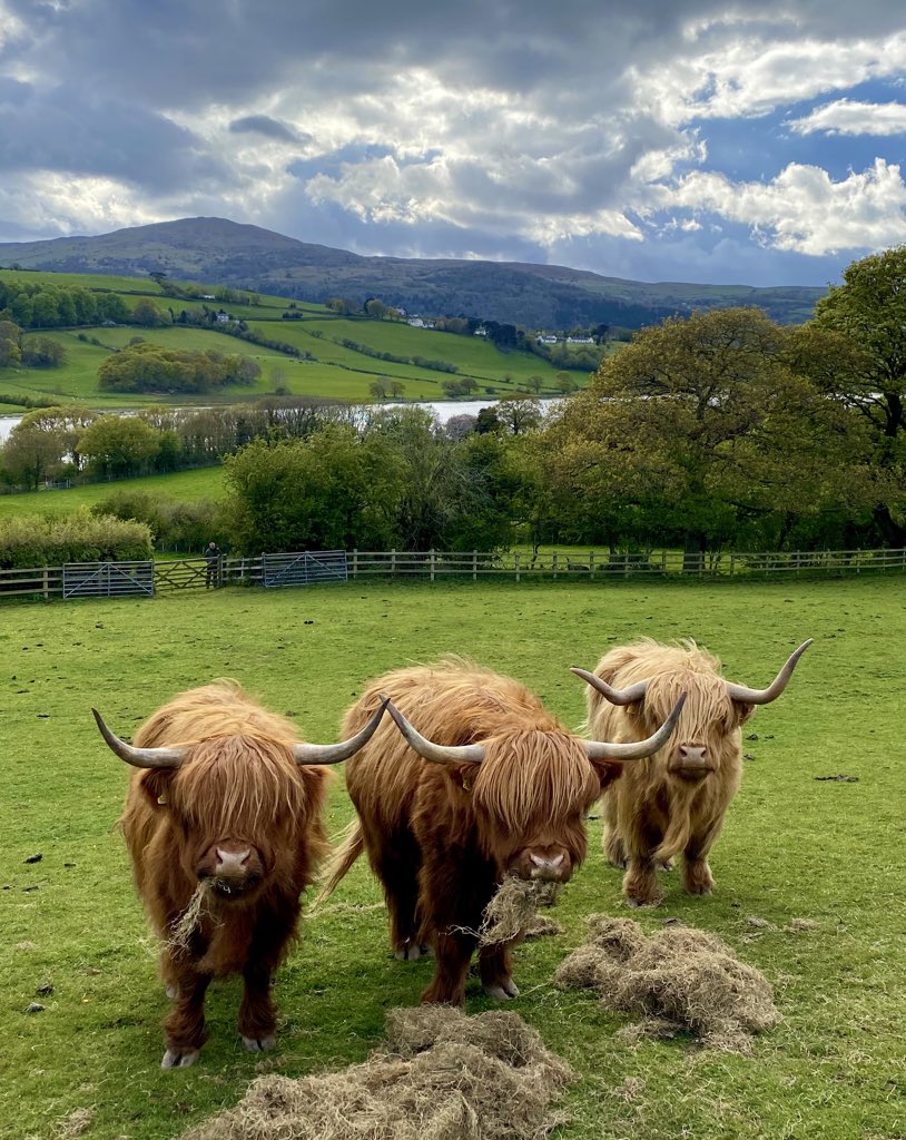 Here’s our motley crew of Highland cattle #MeadowMakers. From left to right - Nel, then her mum Cadi and Breagha on the right. Native breeds are brilliant for grazing meadows - they evolved together. As the old adage goes, ‘meadows make livestock and livestock make meadows’