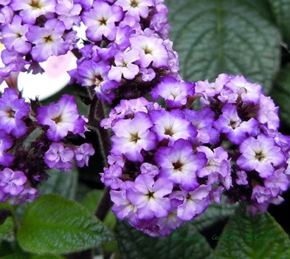 ひろみ おはようございます 5月24日 月 優しい繋がりありがとうございます ๑ᴖ ᴖ๑ 今日の花 ヘリオトロープ 花言葉 献身的な愛 夢中 太陽神アポロンに恋した水の精クリティがヘリオトロープに ひろみ おはようございます 5月24日 月 優しい繋がりありがとうございます ๑ᴖ ᴖ๑ 今日の花 ヘリオトロープ 花言葉 献身的な愛 夢中 太陽神アポロンに恋した水の精クリティがヘリオトロープに