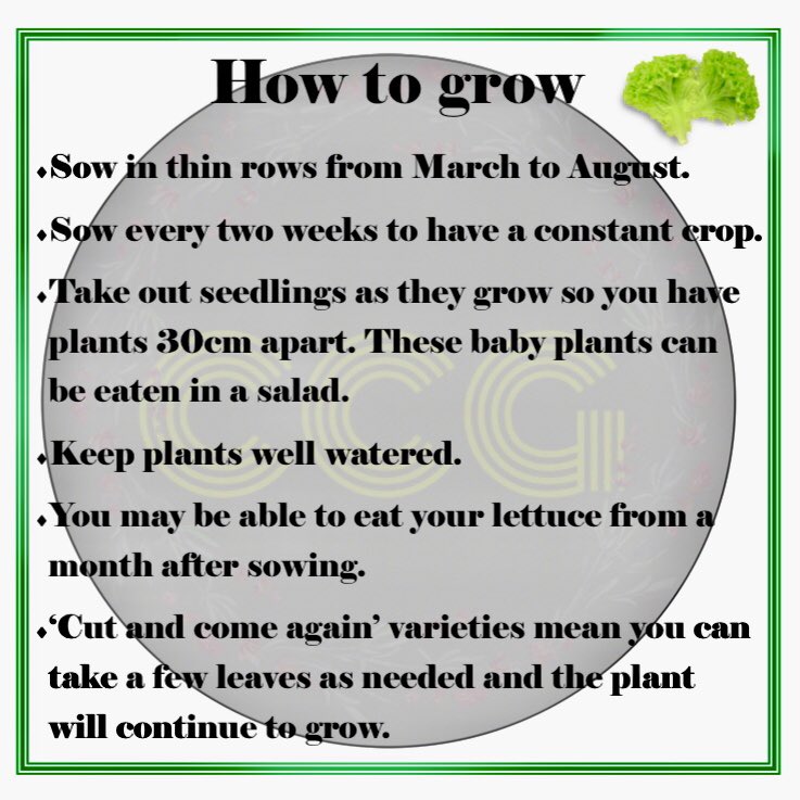 croxtethgarden's tweet photo. Crop of the week: Lettuce. 
Not just for salads!

#cropoftheweek #growyourown #freefood #community #communitygarden #lettuce #righttofood #liverpool #l11 #croxteth #yum https://t.co/myDS2aR5hw