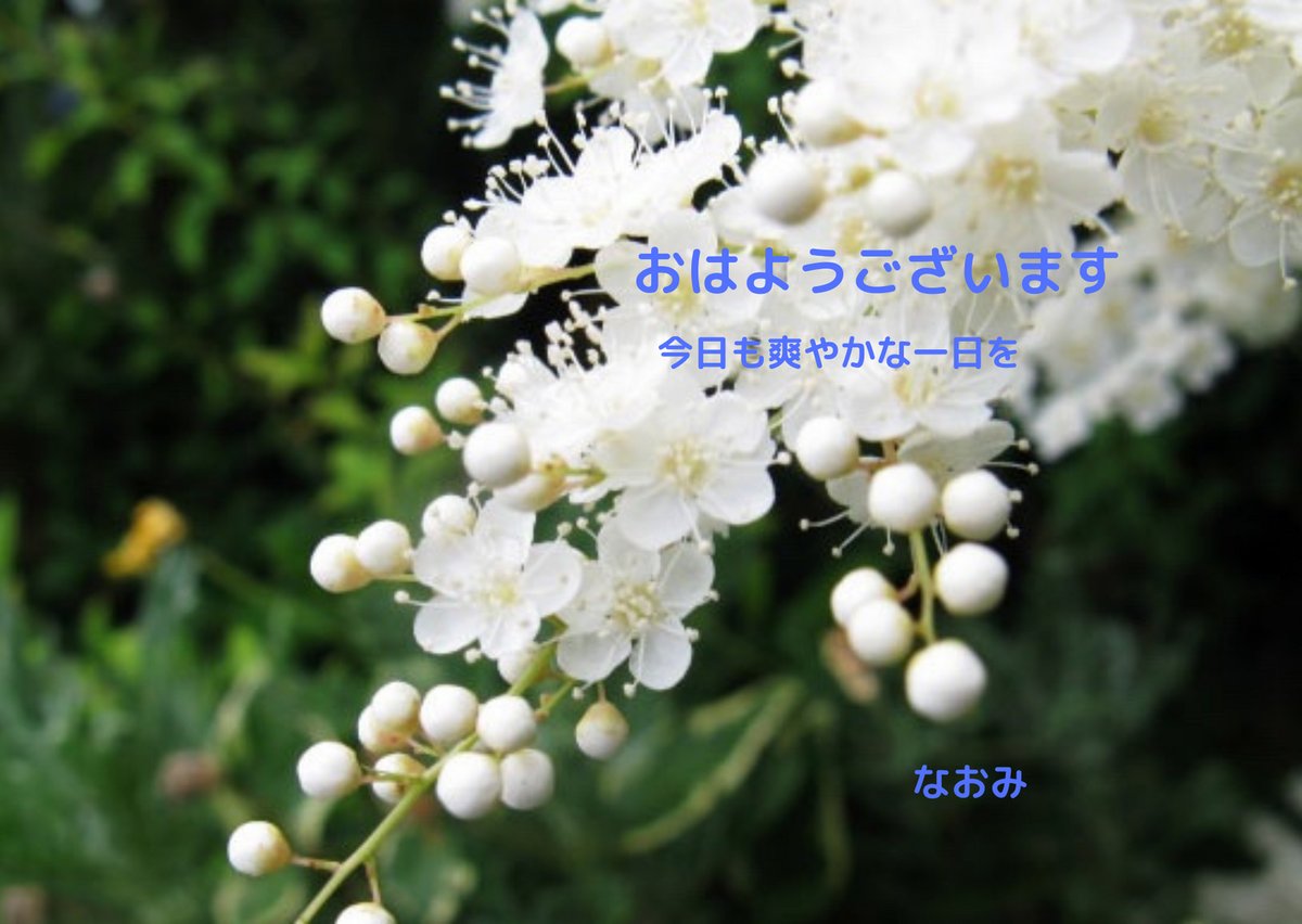 珍珠梅 Twitter Search 珍珠梅 Twitter Search