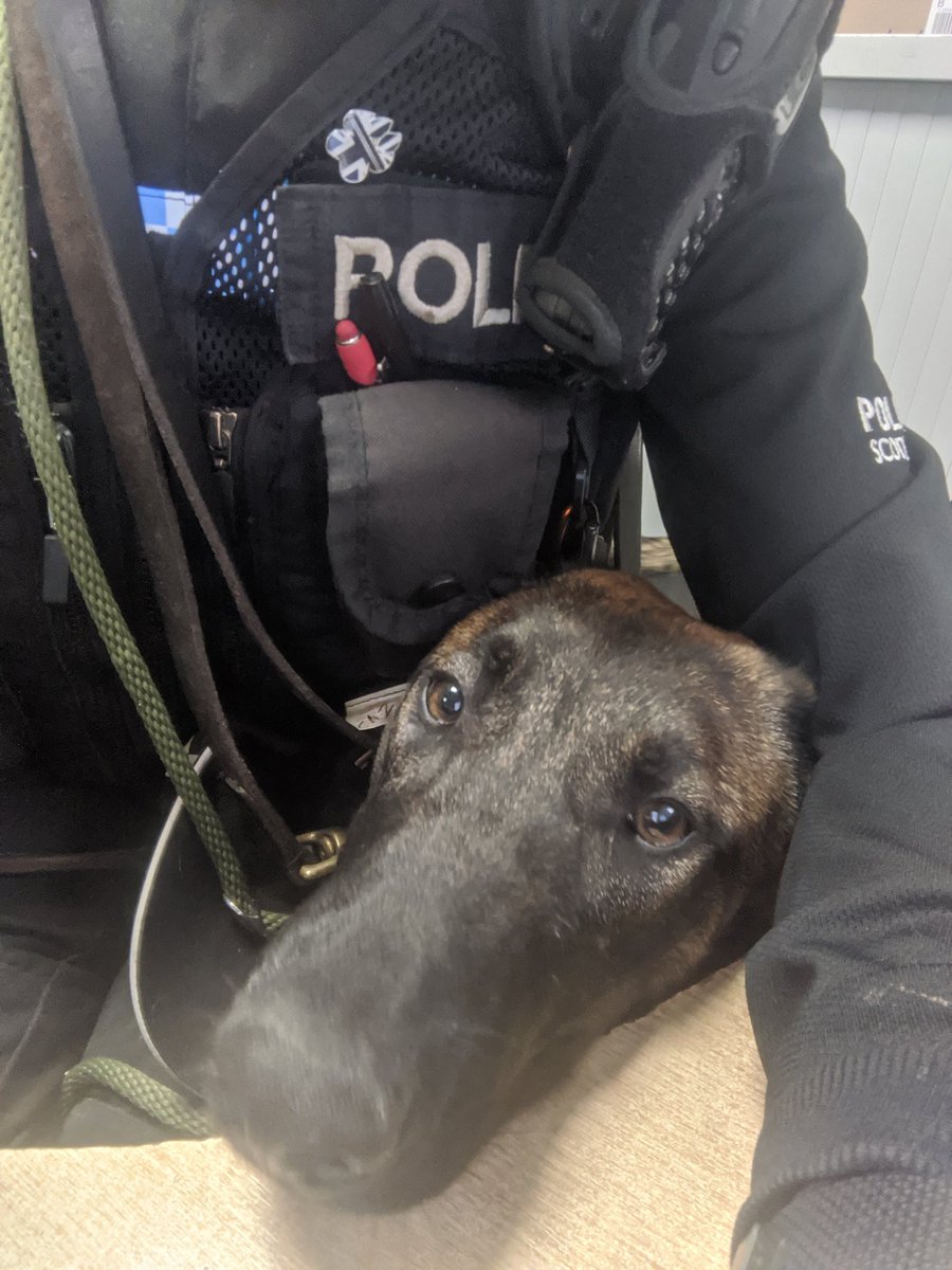 K9Scottish's tweet photo. Trying to do your paperwork but the baby maligator wants attention🤣 Such affectionate dogs🤩 
#TPDPyro 
#HelloPatMePlease 
#BelgianShepherd
#Malinois https://t.co/y4lnA3Q8Wd