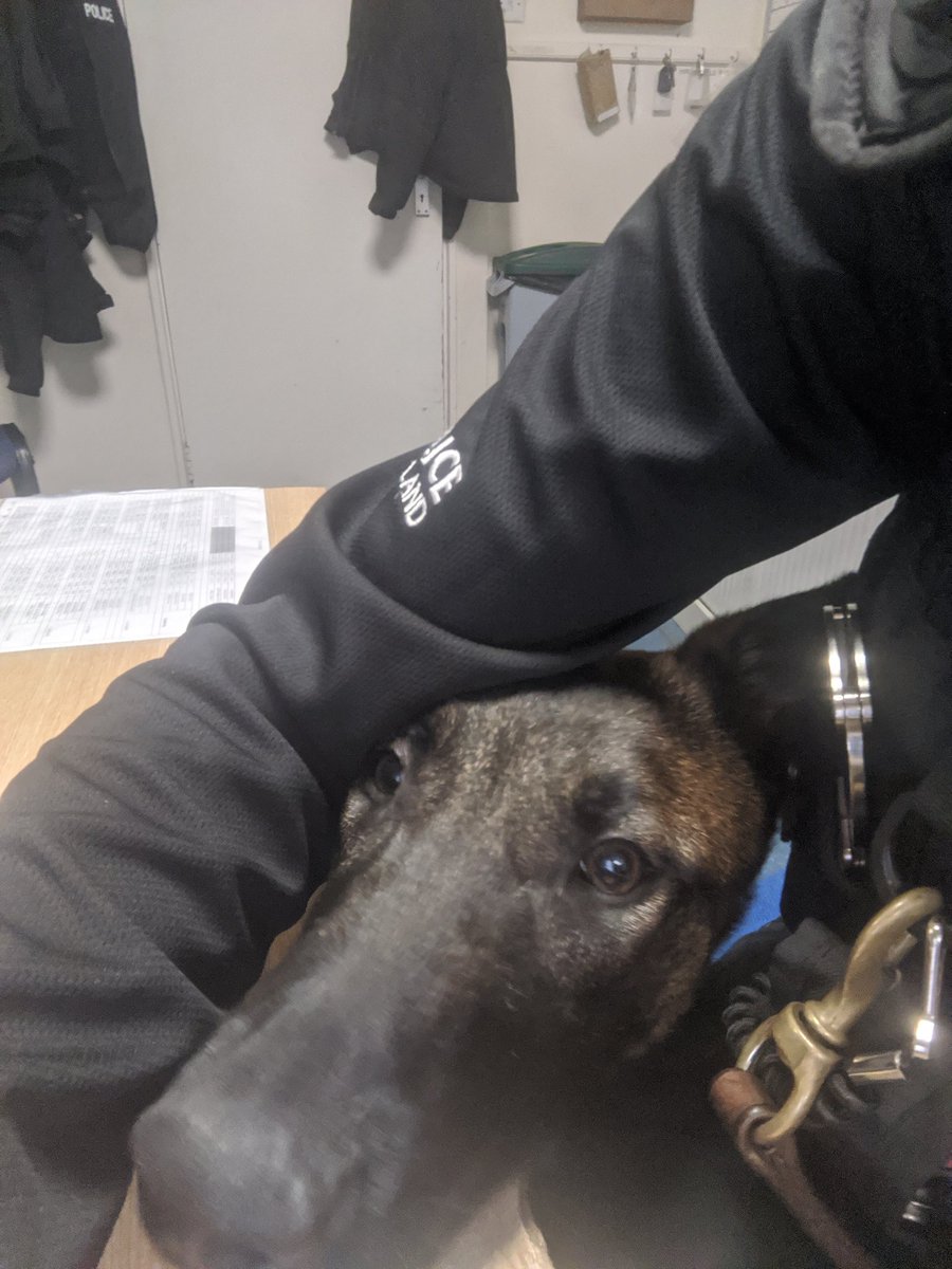 K9Scottish's tweet photo. Trying to do your paperwork but the baby maligator wants attention🤣 Such affectionate dogs🤩 
#TPDPyro 
#HelloPatMePlease 
#BelgianShepherd
#Malinois https://t.co/y4lnA3Q8Wd