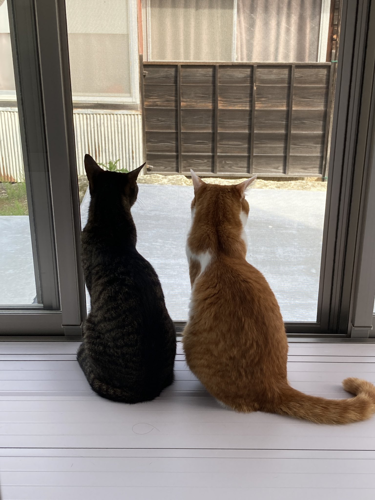 ちくわくん お気に入りのサンルーム 天気よくて気持ちいいね 猫 ちくわ ピノ 多頭飼い 里親募集 にゃんこ ゴロゴロ モフモフ 肉球 しっぽ コタツ ヒゲ ジャンプ じゃれる 保護猫 耳 毛ずくろい 毛玉 飼育 動物 ペット 家猫 癒し