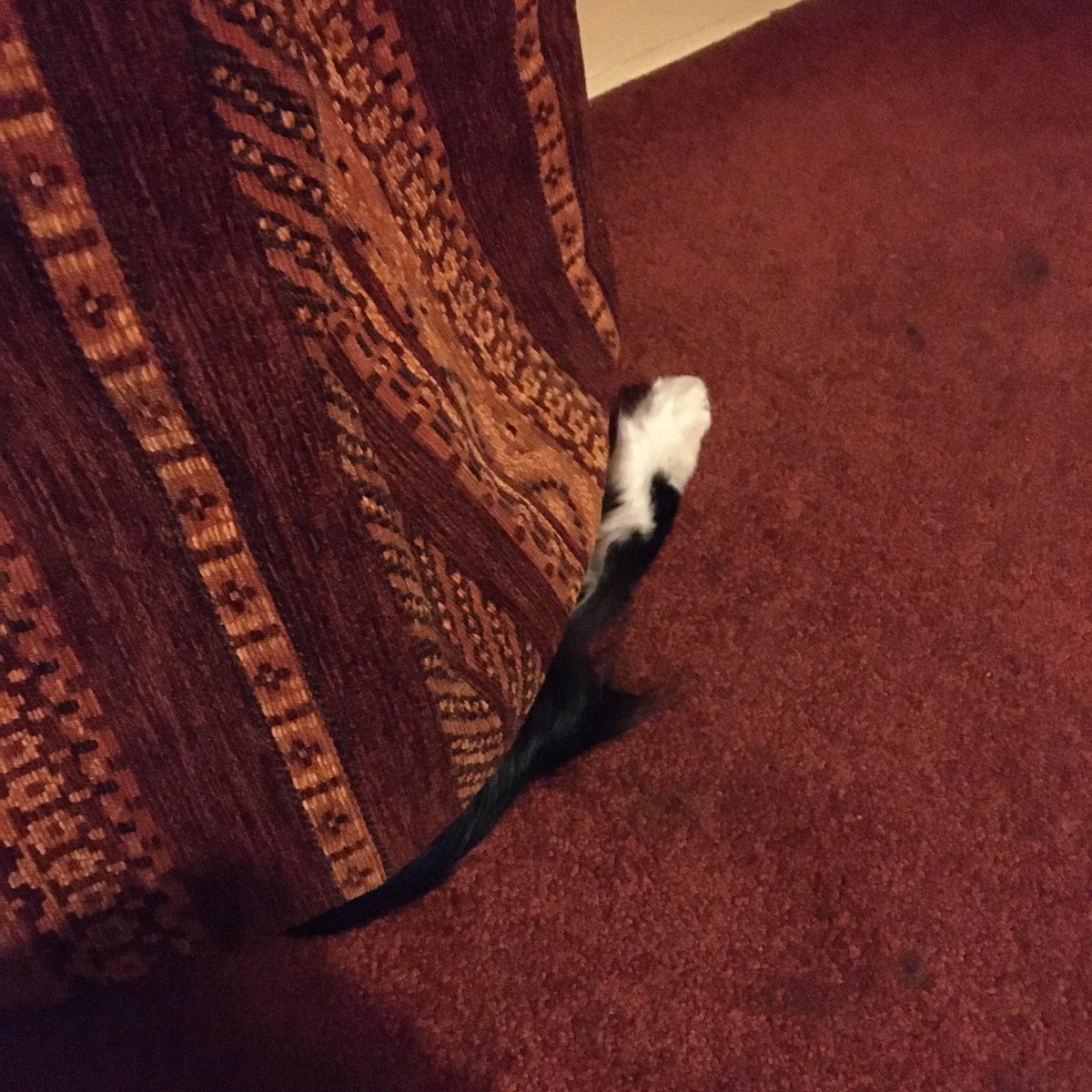 MorleyLass92's tweet photo. Oscar missed his curtain call- too many prawns tonight! #CatsOfTwitter #bustopherjones https://t.co/yQyOAZn7mA