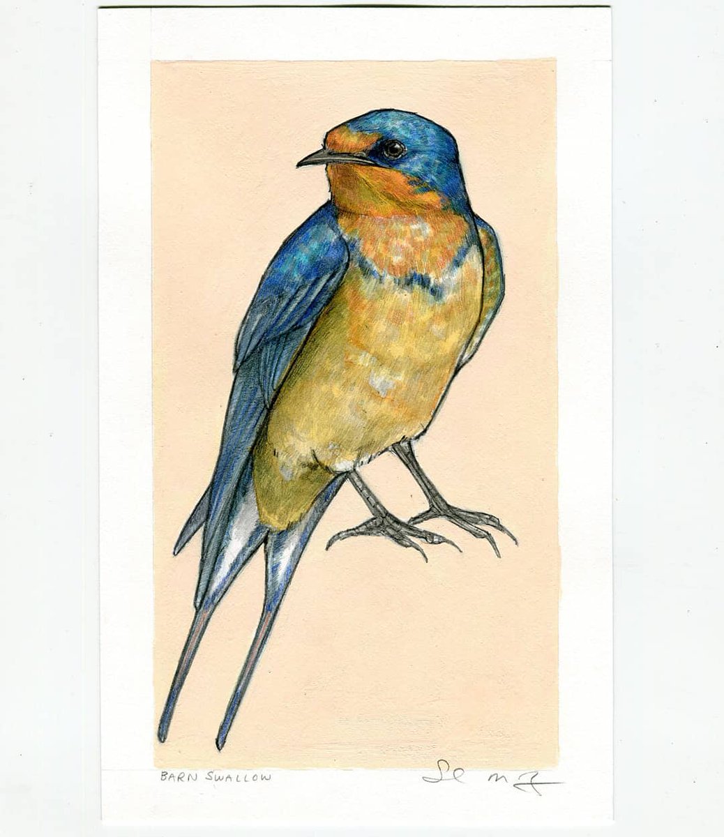 SarahRyanDraws's tweet photo. 50/100 Halfway there with this barn swallow!
#100birds #100dayproject2021 #100daychallenge #100dayproject #swallow #barnswallow #birdwatching #birdthingshappeninphiladelphia #birder #birdart #putabirdonit #sarahdrawsthings #drawing #draweveryday #dailydrawing #dailyart https://t.co/qEbovpc68O