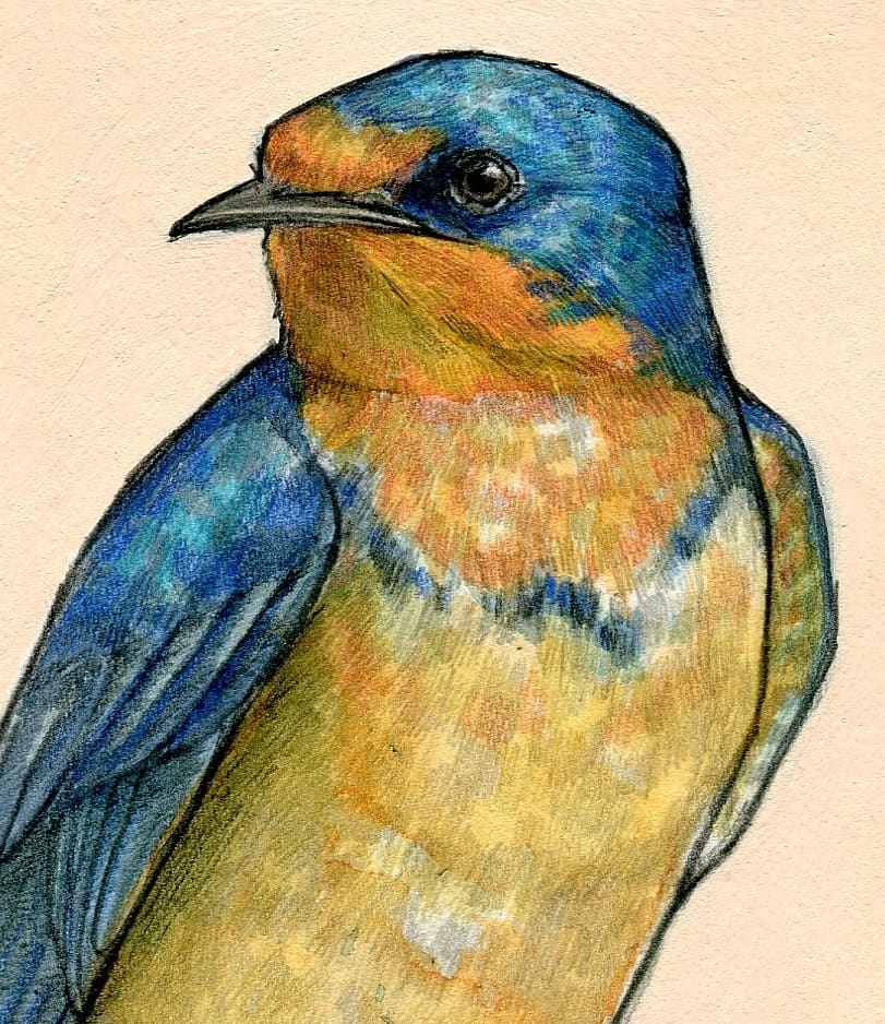 SarahRyanDraws's tweet photo. 50/100 Halfway there with this barn swallow!
#100birds #100dayproject2021 #100daychallenge #100dayproject #swallow #barnswallow #birdwatching #birdthingshappeninphiladelphia #birder #birdart #putabirdonit #sarahdrawsthings #drawing #draweveryday #dailydrawing #dailyart https://t.co/qEbovpc68O