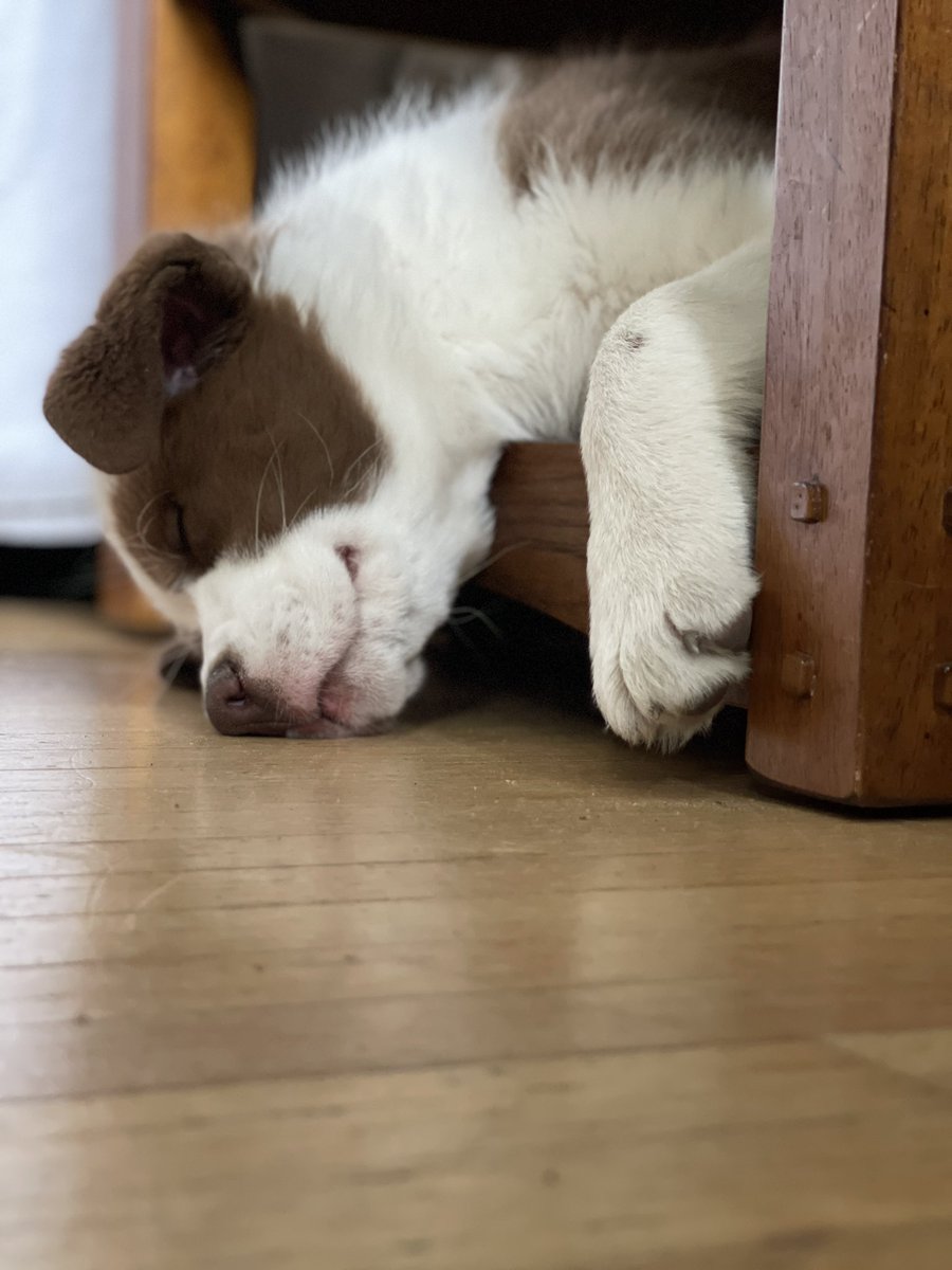 Canuckgirl's tweet photo. Some has finally crashed.
#Schmoopy https://t.co/DloxGonAsj