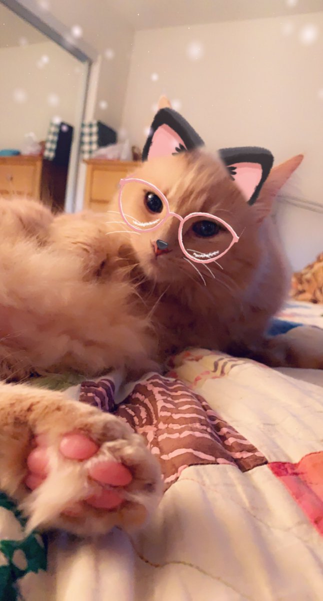 Teddy_thefluff's tweet photo. Hallo furriends, is all us boys being so cute and sweet! #tedthefluff #sweetvader #littleskywalker https://t.co/6VfERwDO4F