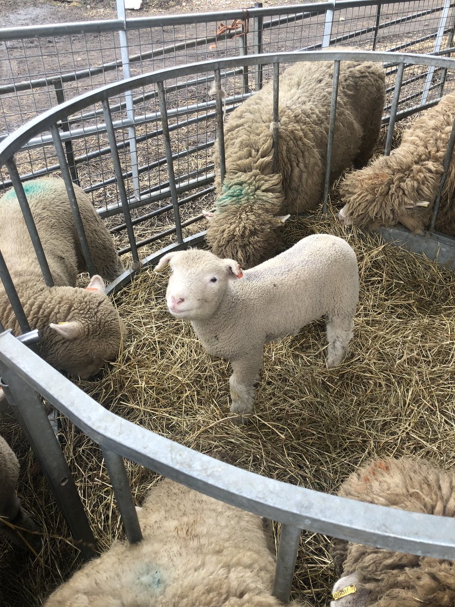 Debbie Souter tweet media