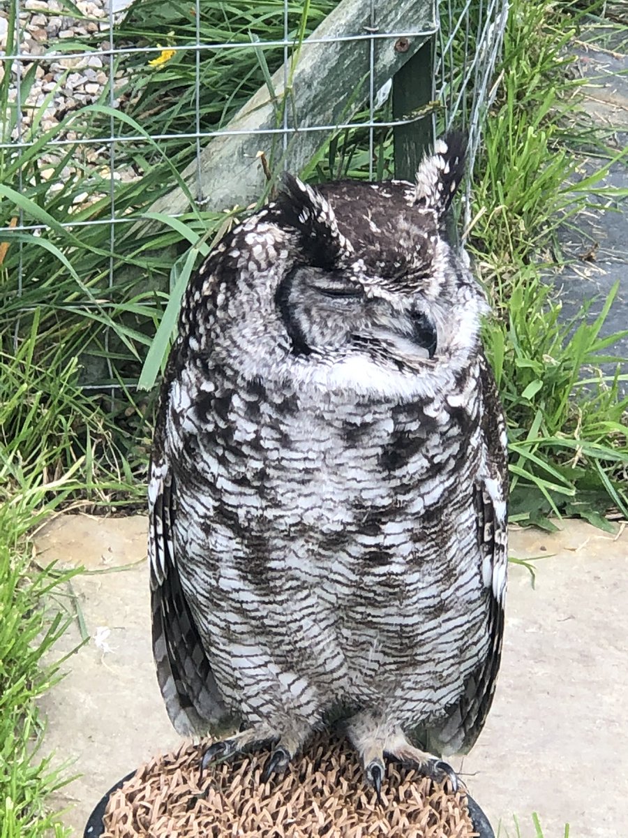 Debbie Souter tweet media