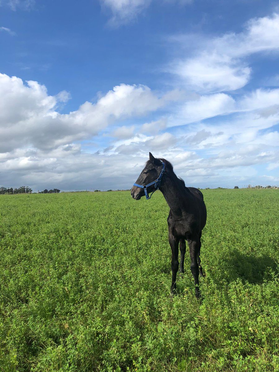 🏇❤️unchumbazo