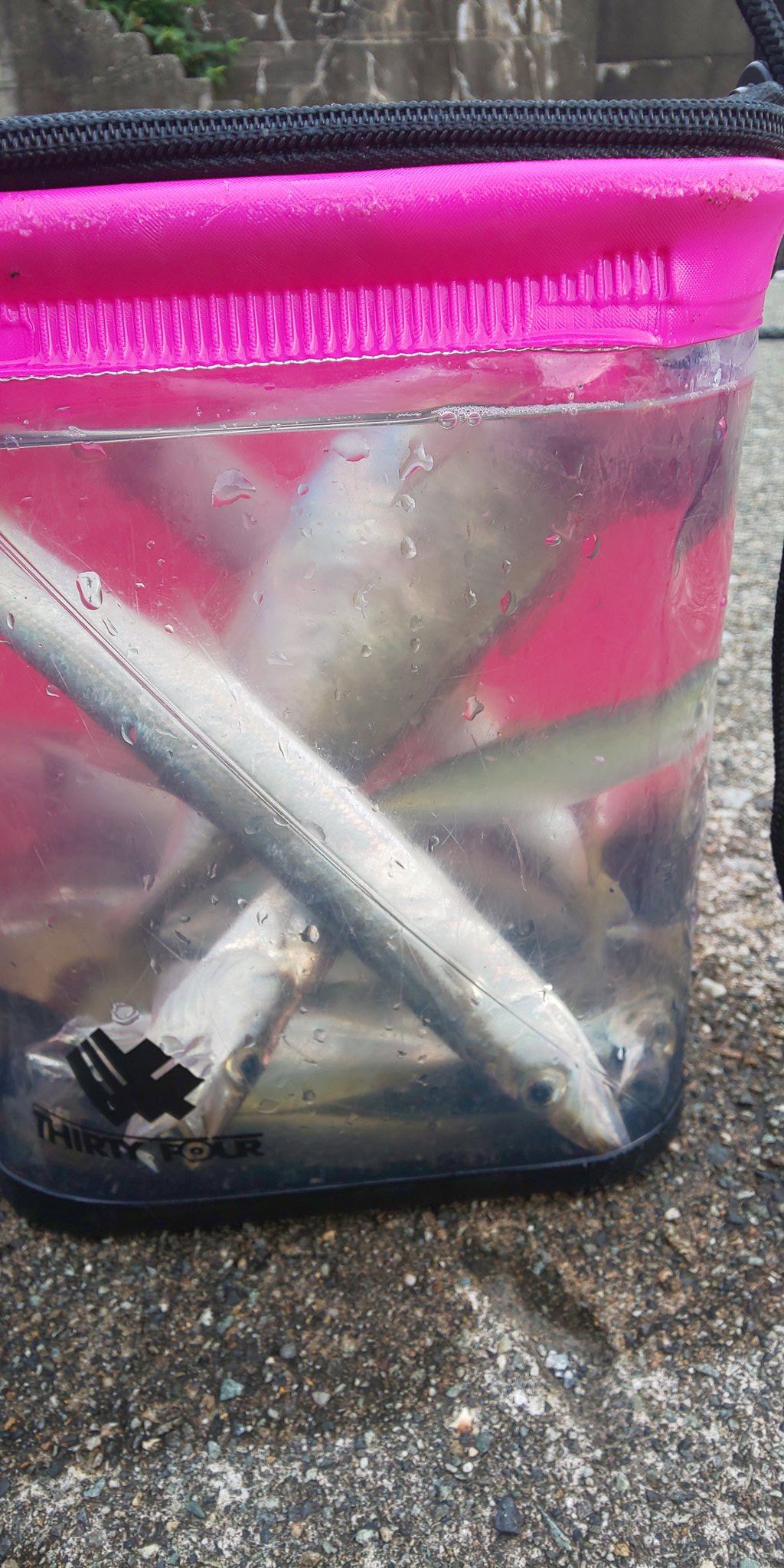 ときわ アジング 後輩君デカいの釣った 先輩君カマスとcm 糸魚川は豆アジングの季節になってきましたね T Co Lzymvwkjos Twitter