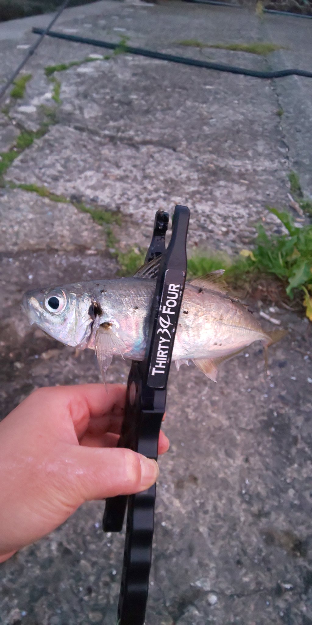 ときわ アジング 後輩君デカいの釣った 先輩君カマスとcm 糸魚川は豆アジングの季節になってきましたね T Co Lzymvwkjos Twitter