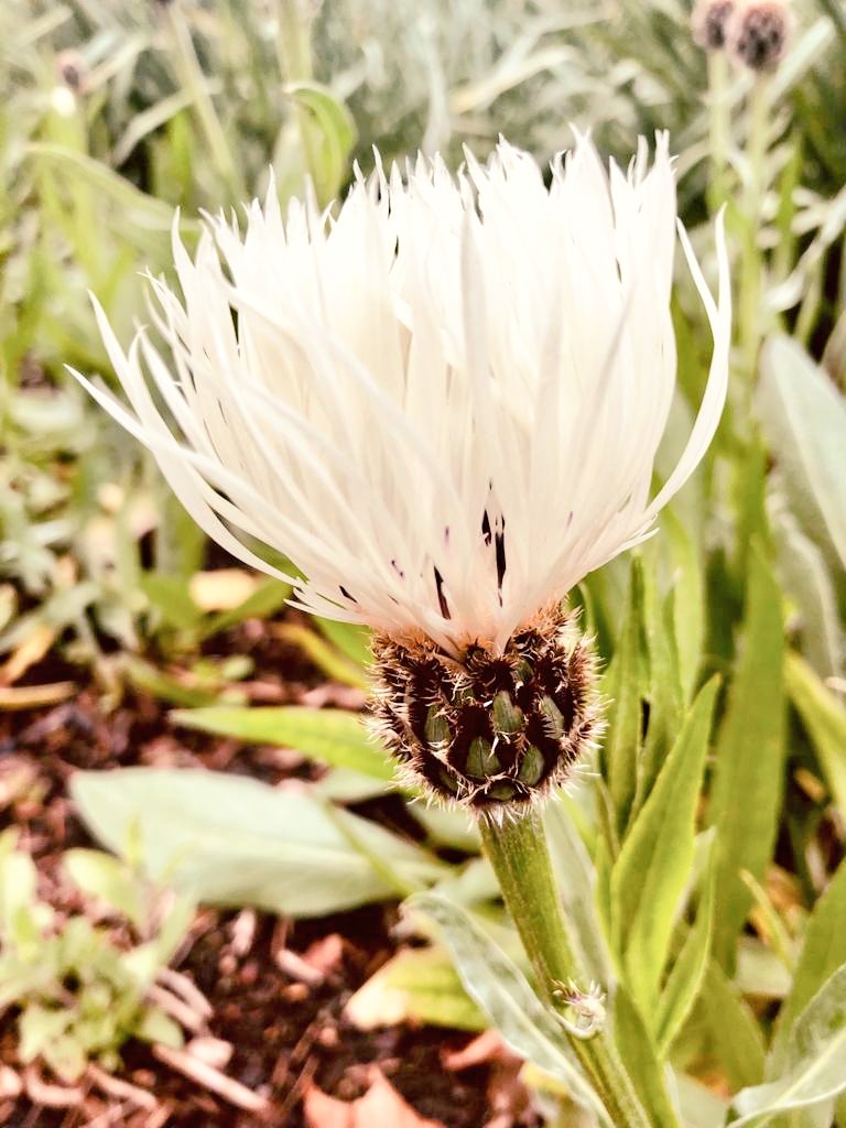 I_see_no_spider's tweet photo. 'Be a fire wing tulip 🔥🌷 in a field of wallflowers 💠'
Ess Vee

#Flowers
@kewgardens
#SundayMotivation
#RainyDay #RainyMay 
#Weekend https://t.co/bOAoD7iCqC