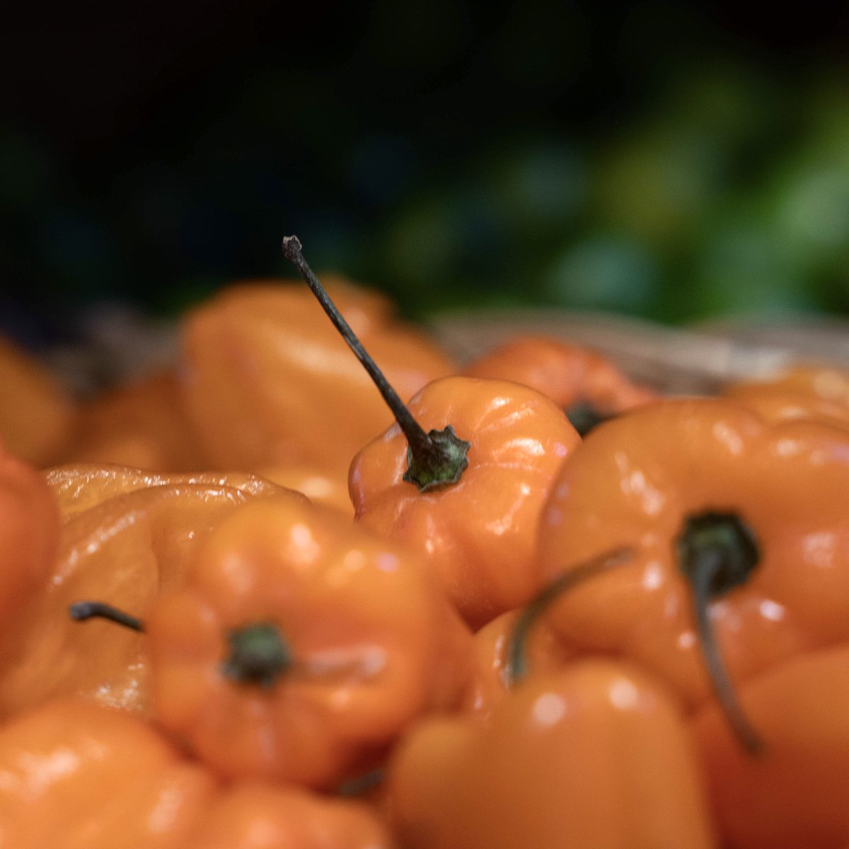 Habanero
These tiny orange chili peppers are hot and spicy. If you’re looking for something hotter than jalapeno, try these!

#southchinaseas1 #granvilleislandpublicmarket #Lifeistooshortforboringfood #spicy #peppers #habaneropeppers