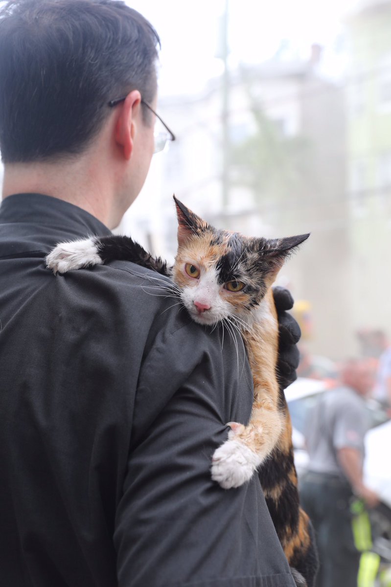 A cat clings for dear life to the <a href="/YonkersFire/">Yonkers Firefighters</a> fire department Chaplin William Cleary as they battle a 4-alarm fire on Maple Street in Yonkers. <a href="/lohud/">lohud.com</a> <a href="/cityofyonkers/">cityofyonkers</a> #lohud