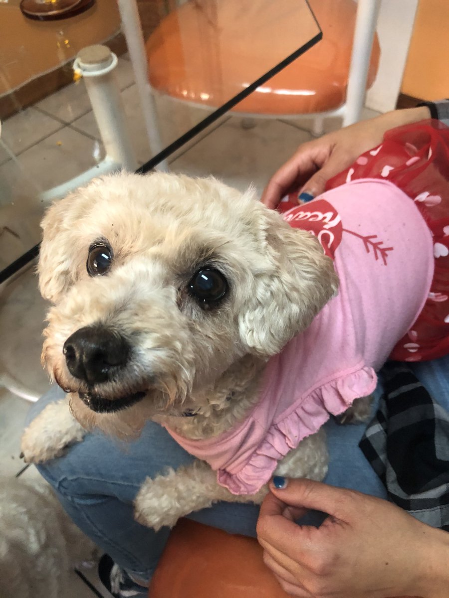 ImJustMoniquee's tweet photo. Found dog on Atlantic Ave in #cityofbell . Sheโs very sweet, and is wearing a pink dress with a red polka dot tutu. Her hair is trimmed and sheโs wearing a thin blue collar without a tag. @CityofBell if you could RT and reunite this baby with her family. ๐ https://t.co/jHROnH2qIc