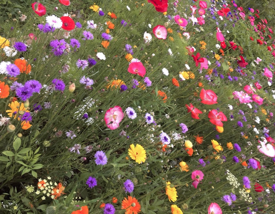 WaltzGarden's tweet photo. Some of our dizzy seed mixes last year https://t.co/Ov7txzwYb1