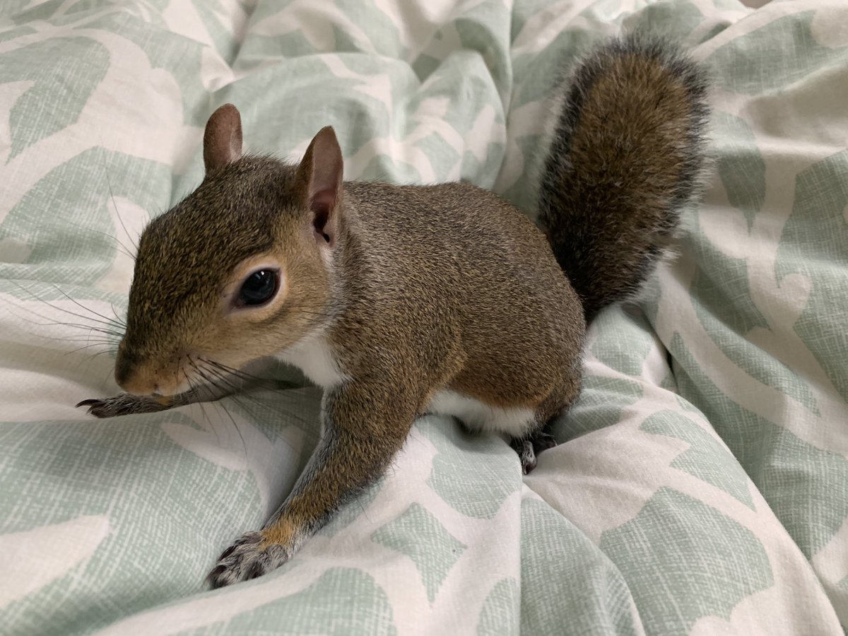 HaneyHounds's tweet photo. When you’re looking cute vs when you accidentally turn the camera around.
                                                        Featuring Macy, a baby squirrel I rescued and overwintered who is now ready for release. https://t.co/vqG5rIZOp8