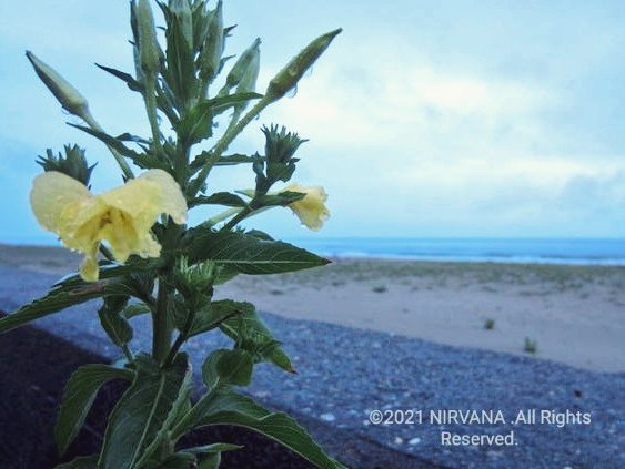 NIRVANA69876267's tweet photo. #photo
#flower
#rainybeach
#花 #海辺
#珠洲 #北陸
#キリトリセカイ
#ファインダー越しの私の世界ᅠ https://t.co/yDQH06tiJu