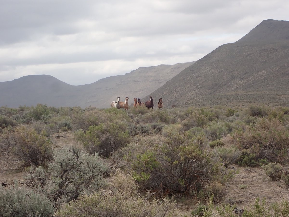 Big views and curious wild horses on the Oregon Desert Trail.