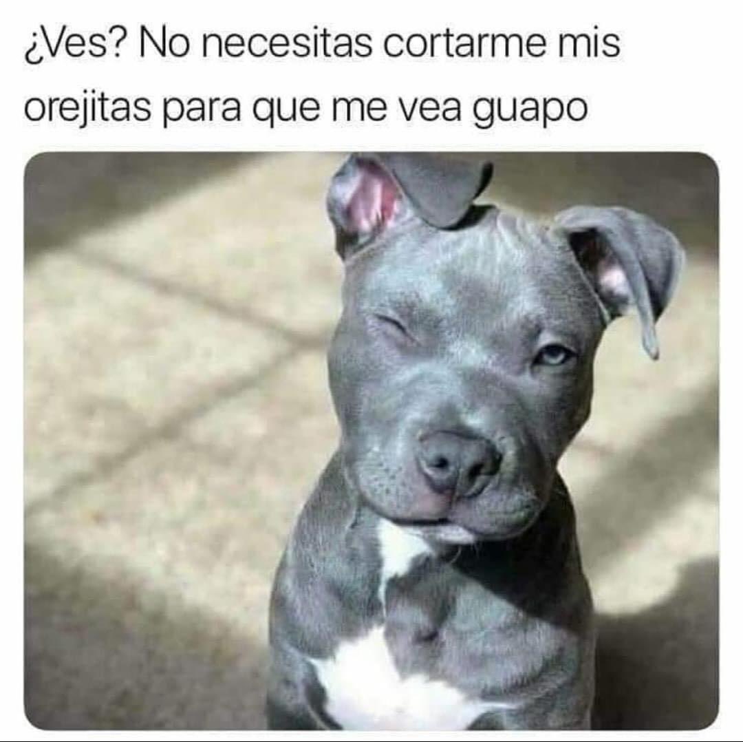 🐶🥰