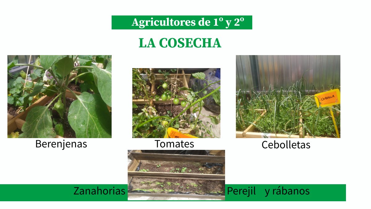 CEIP SAN PEDRO APÓSTOL tweet media