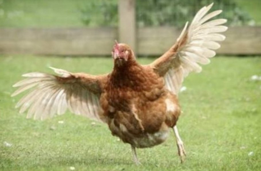 BrunodC72's tweet image. Ai Jesus...