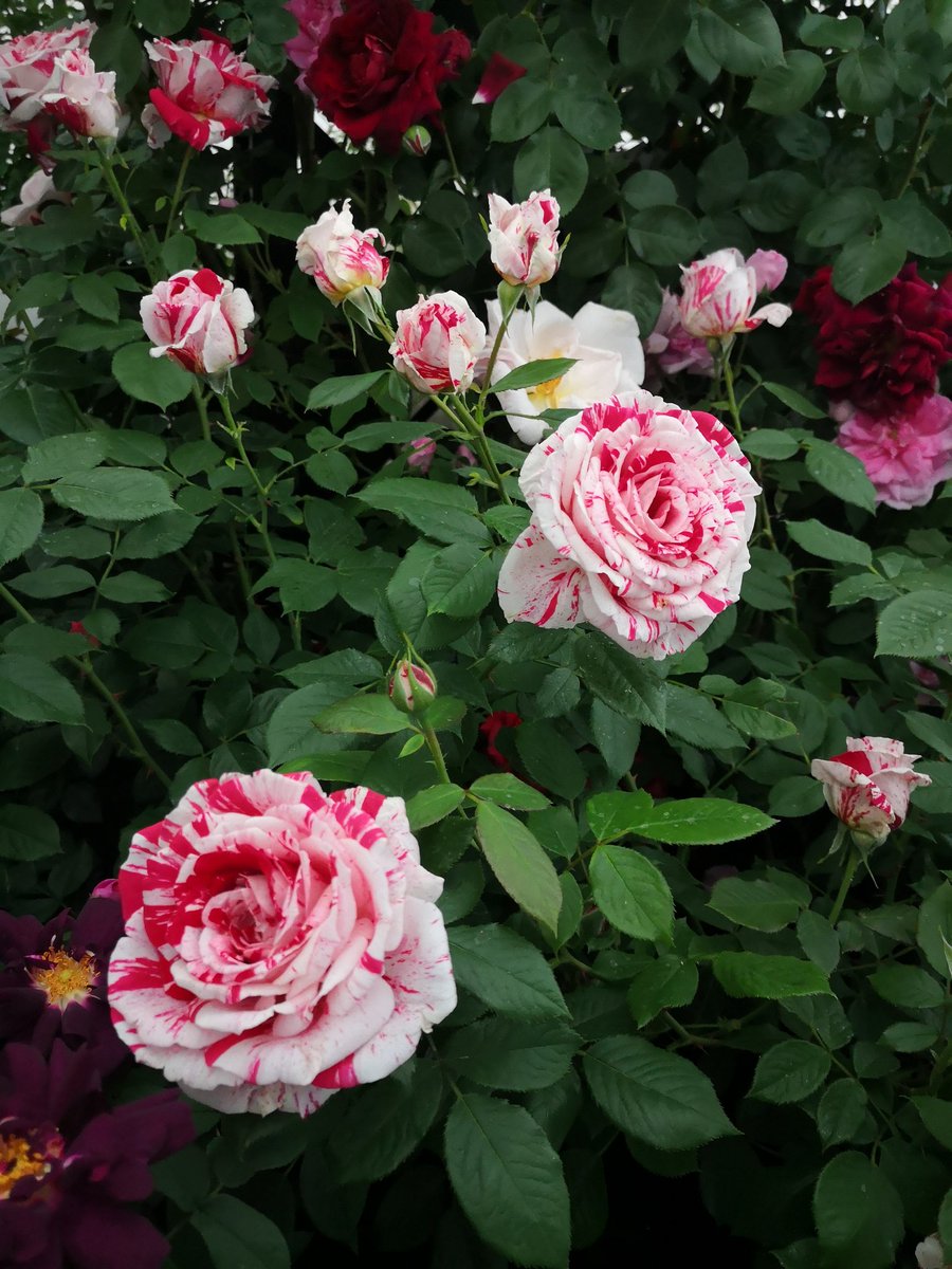 Therosesociety2's tweet photo. 'Scentimental' on @PeterBealesRose #virtualchelsea #rhschelsea exhibit at their gatden centre. It was great to see some roses and the smell was fab! The season is only just starting! 😁 https://t.co/haP5cvruLp