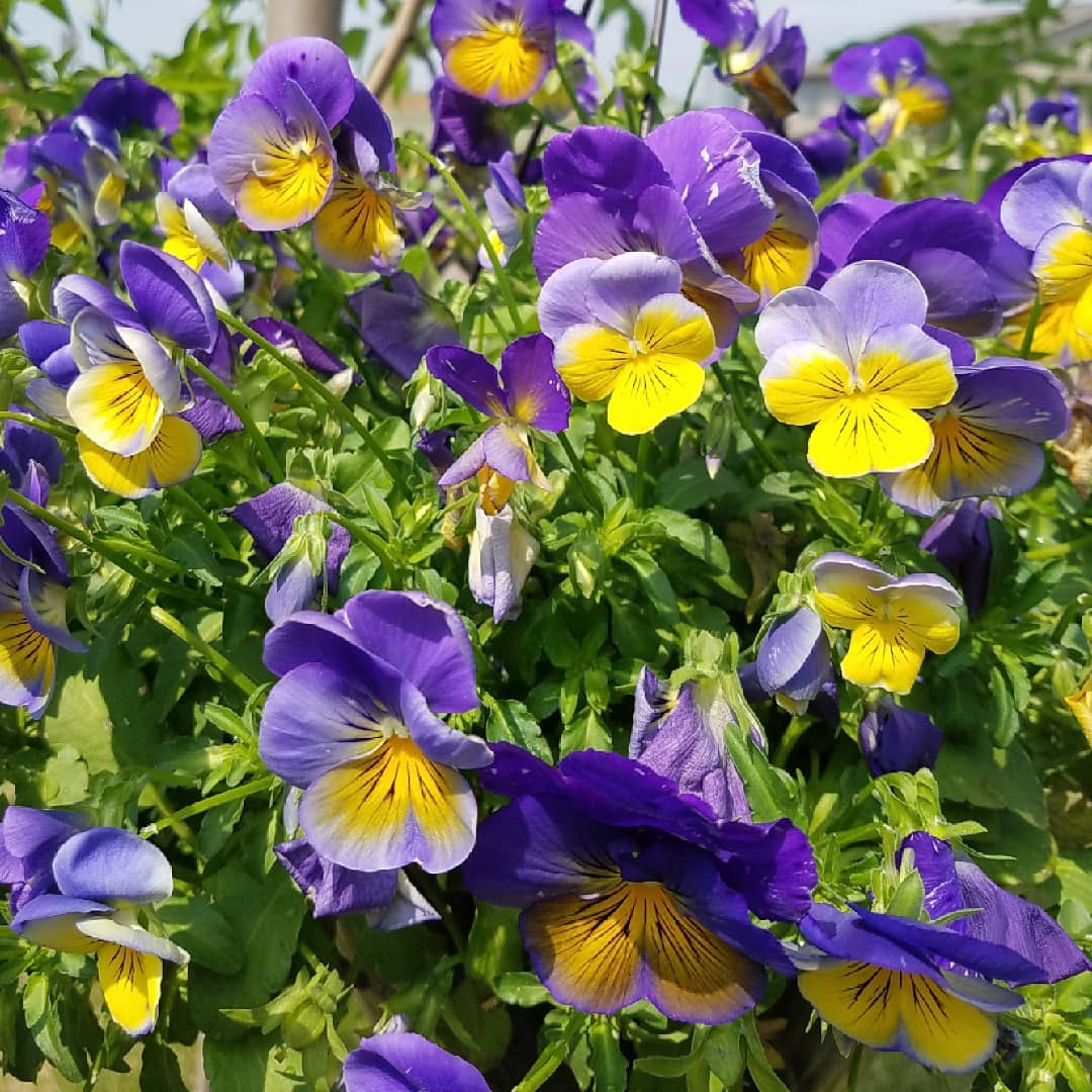 faithisthevicty's tweet photo. Although it was difficult, we kept it simple this year! π»π±
#iloveflowers #herbs #movinginamonth https://t.co/zkTXaeeYwC