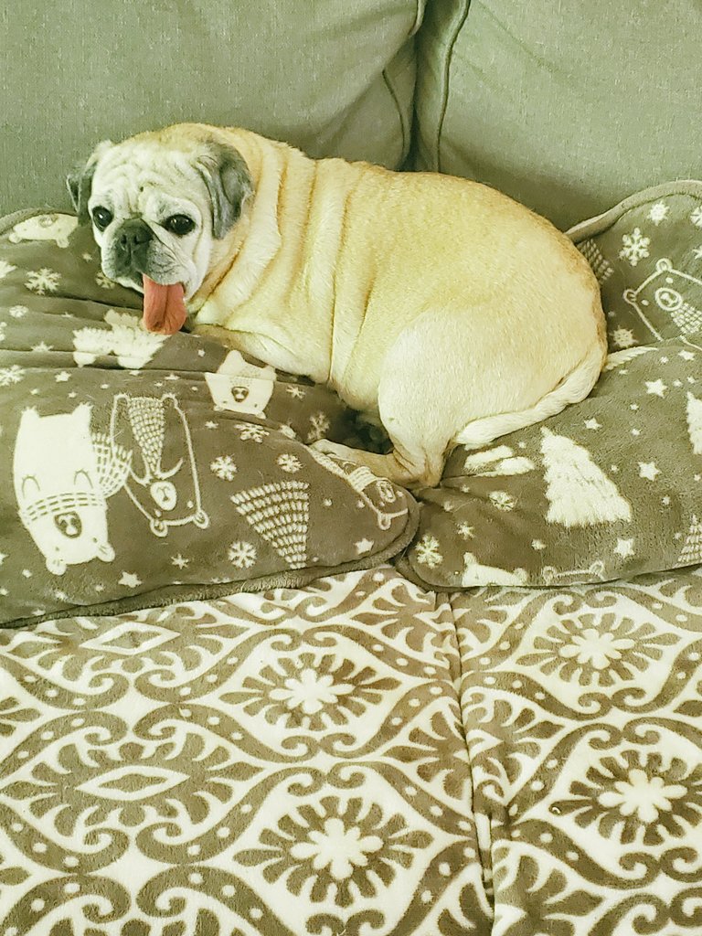 KKoalaM's tweet photo. Who says pillows weren't designed for pug butts? #puglife #seniorpug #pugbutt https://t.co/y2sciAwUNP