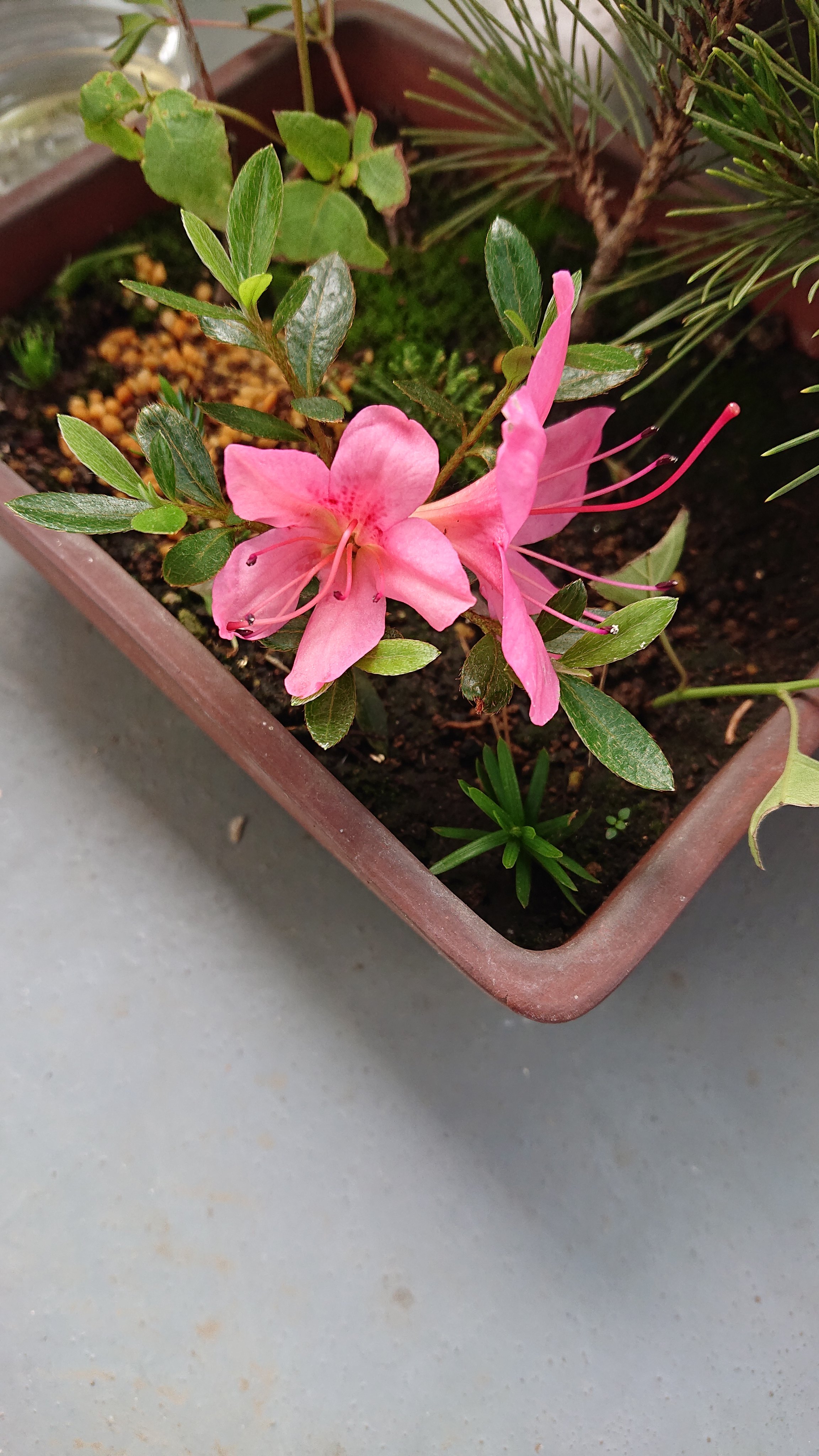 まうんまう 挿し木のサツキ もう一丁咲きました 鉢植えのサツキは先日の強風で花は飛んでしまった 盆栽 Bonsai サツキ盆栽 T Co Vbtgx7logo Twitter