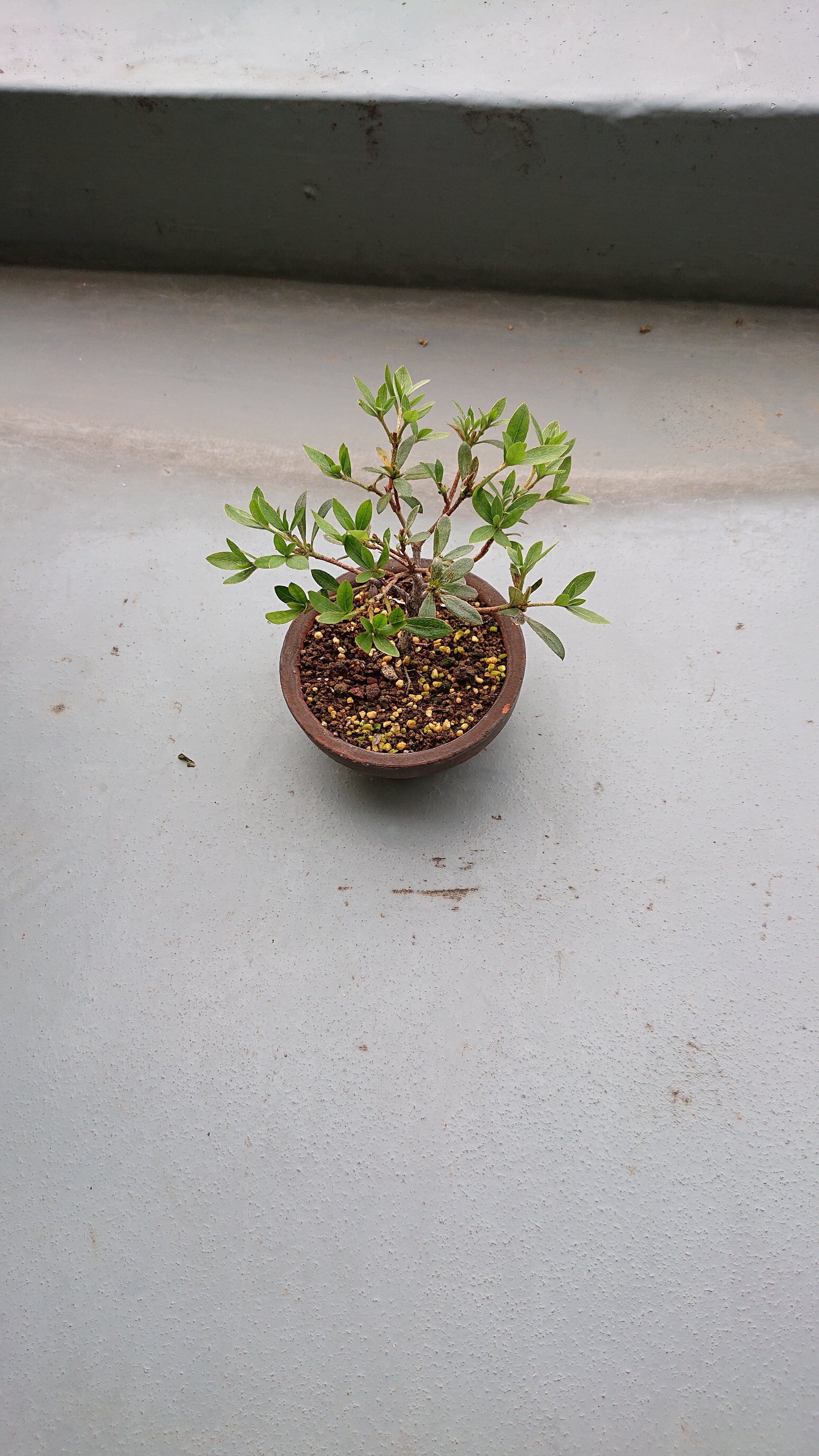 まうんまう 挿し木のサツキ もう一丁咲きました 鉢植えのサツキは先日の強風で花は飛んでしまった 盆栽 Bonsai サツキ盆栽 T Co Vbtgx7logo Twitter