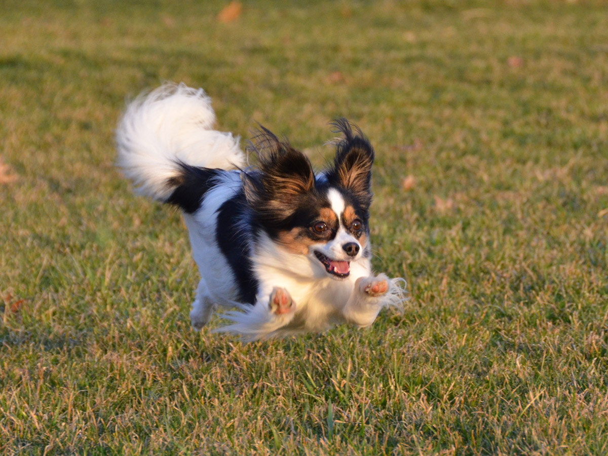 attackofthecute's tweet image. Puppy torpedo! attackofthecute.com/on/?i=7711