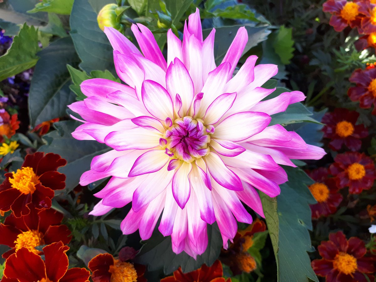 "Love and compassion are necessities, not luxuries. Without them humanity cannot survive." Dalai Lama 💜

#sundayvibes #quote #Compassion #Kindness #Love