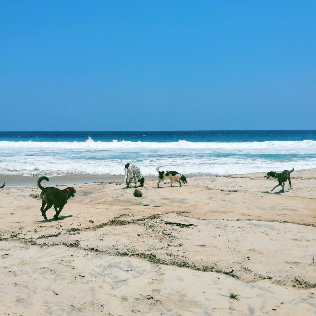Tania_Tagle's tweet photo. Me mudé de la ciudad a la playa, adopté cuatro perros y me compré un jeep para llevarlos a todos lados. Soy el cliché completitito. Pero un cliché que me gusta ser :) https://t.co/gElSeS5cRN