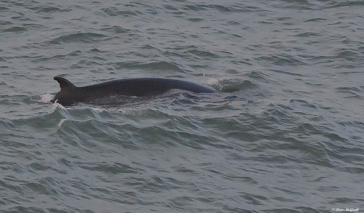 Minke Whale off the Nohoval Headland Co.Cork this evening #MinkeWhale #Cork  @IWDGnews 23/5/21