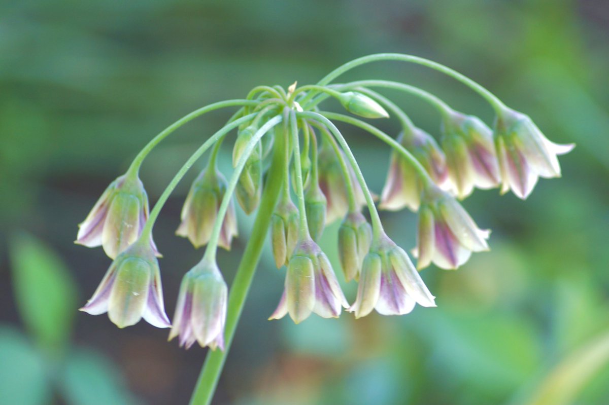 Choco Lucky S Tweet アリウムシクラムの花言葉 正しい主張 くじけない心 初めましてさんのお花 中居くんがラジオで ファイルを5つ位とノートを3冊買った 一つにまとめようと思って の言葉に今週も大変そうだけど お花畑な私は頑張れそうです 私の 世界に一つだけ Choco Lucky S Tweet アリウムシクラムの花言葉 正しい主張 くじけない心 初めましてさんのお花 中居くんがラジオで ファイルを5つ位とノートを3冊買った 一つにまとめようと思って の言葉に今週も大変そうだけど お花畑な私は頑張れそうです 私の 世界に一つだけ