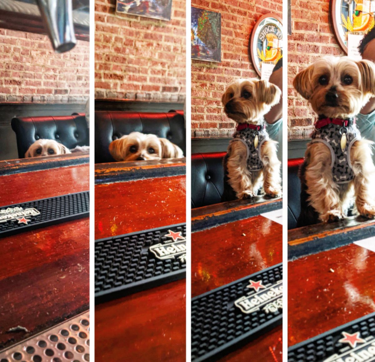 thealehouse1034's tweet photo. Checking out the scene with Teddy.
11th & Willow
#Hoboken
#wearamask😷 #dogfriendly #goboken #ɢᴇᴛᴠᴀᴄᴄɪɴᴀᴛᴇᴅ💉#billards🎱 #shuffleboard #darts🎯 #dogsofhoboken #dogsoftwitter https://t.co/8Gz1jos5O1
