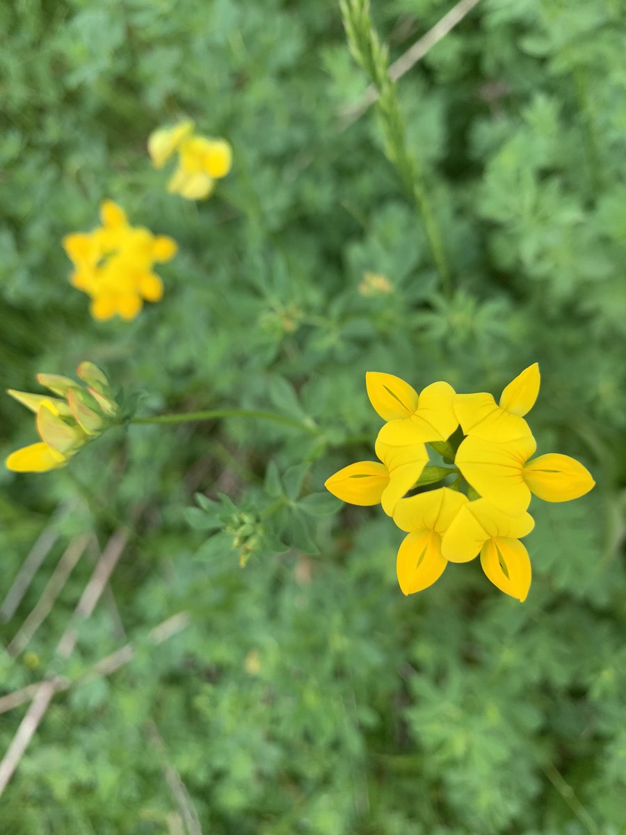 Michelle Larson, PhD tweet media