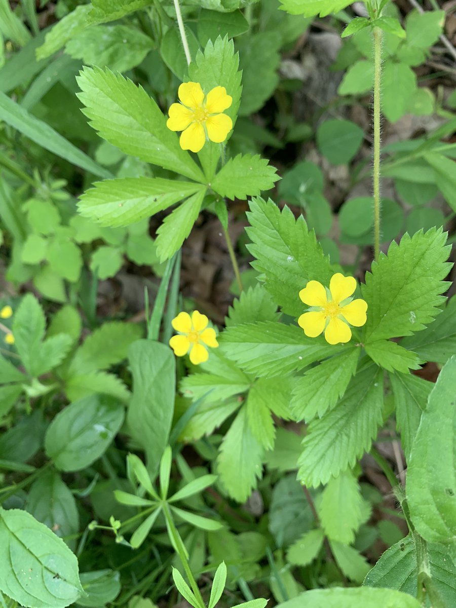 Michelle Larson, PhD tweet media