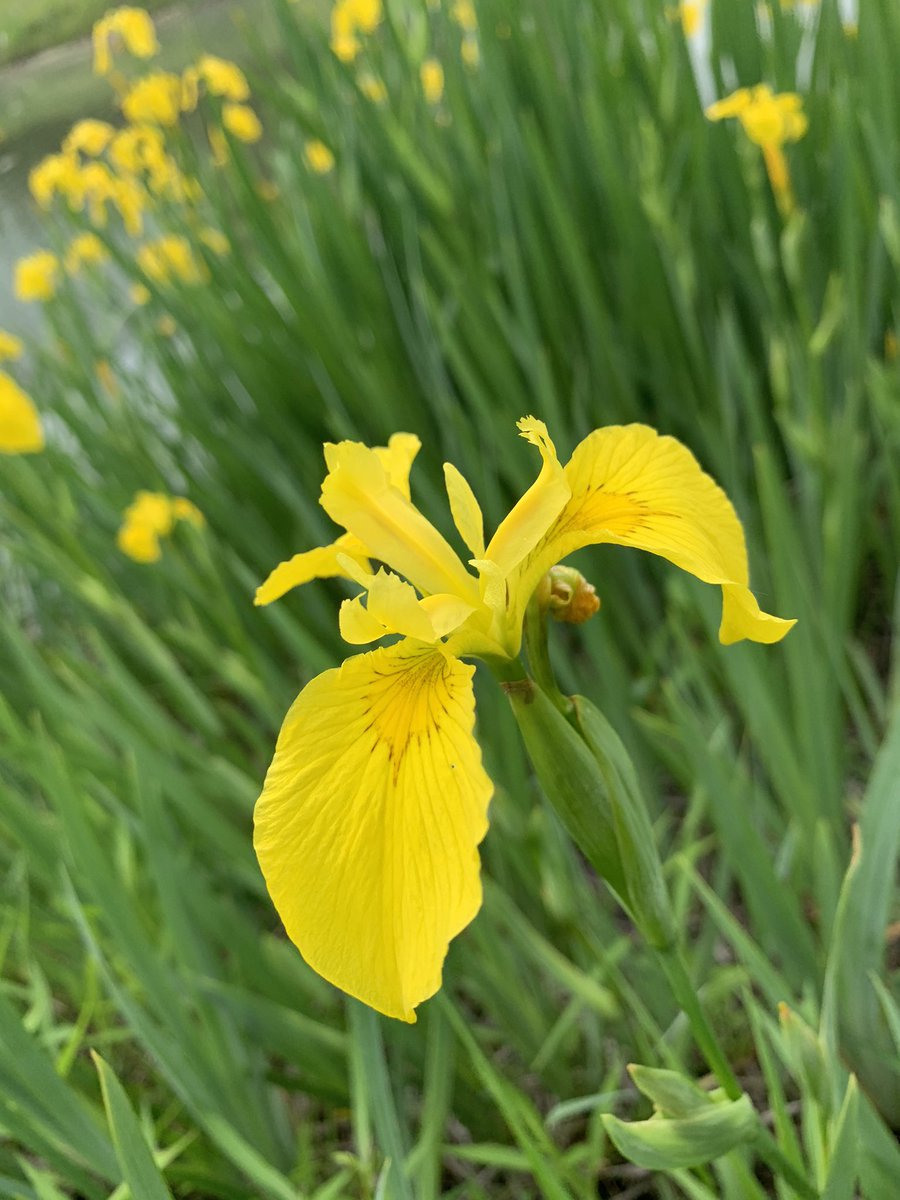 Michelle Larson, PhD tweet media