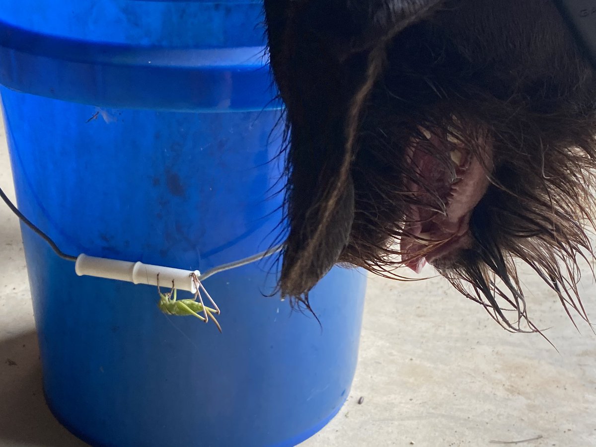 jchotz's tweet image. #versatiledog 🤣