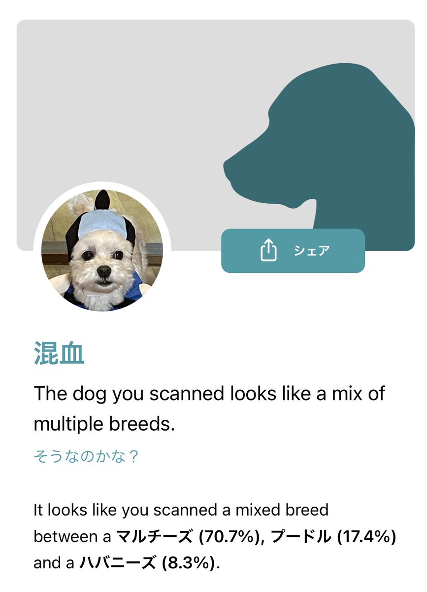 C_a_B's tweet photo. 凄いなこのアプリ😆
ちょんまげ被っても当てたよ（笑）

#dogscanner https://t.co/QLpWuPJVNp