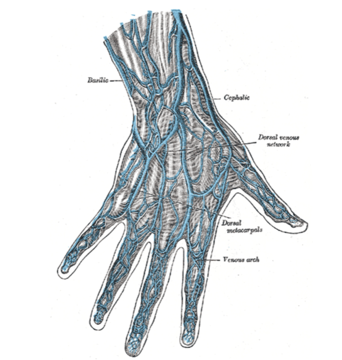 HadyLichaaMD's tweet photo. #RHC right from the #AnatomicalSnuffbox
@evhaddad @ekgpdx @duanepinto @KevinShahMD @kevinjamescroce @Allison_Dupont @mirvatalasnag @aayshacader @DougDrachmanMD @AnkurKalraMD @BaoGTran @FadiSaab17 @DrSethdb @TTelila @BaylorCardio @NavinKapur4 @Obisht @LucySafi
#Cardiotwitter https://t.co/6YvFvQjTl0